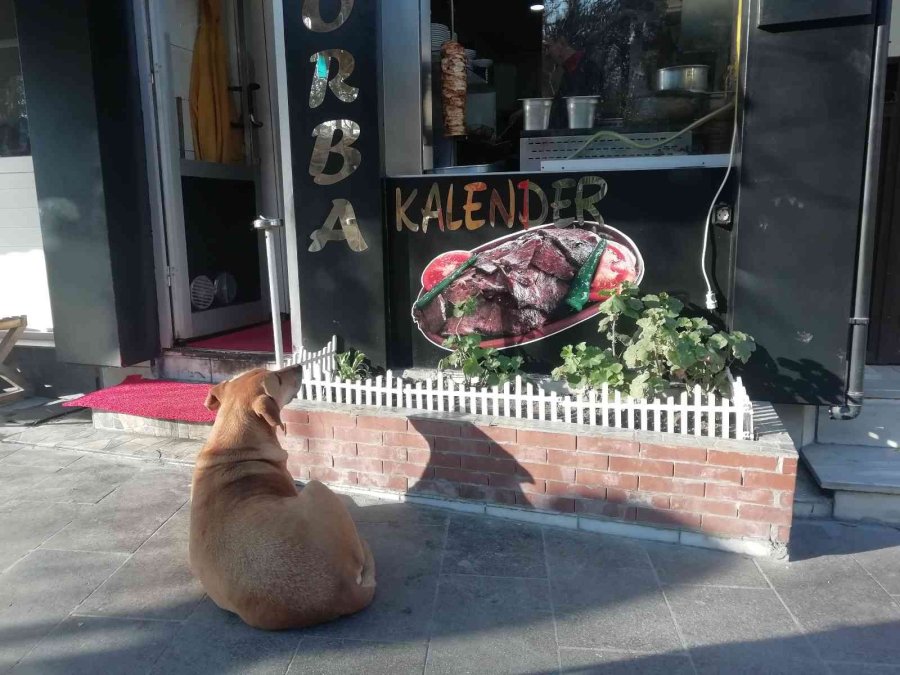Yemek Bekleyen Sokak Köpeğini Geri Çevirmediler
