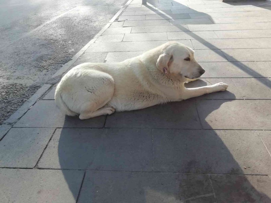 Yemek Bekleyen Sokak Köpeğini Geri Çevirmediler