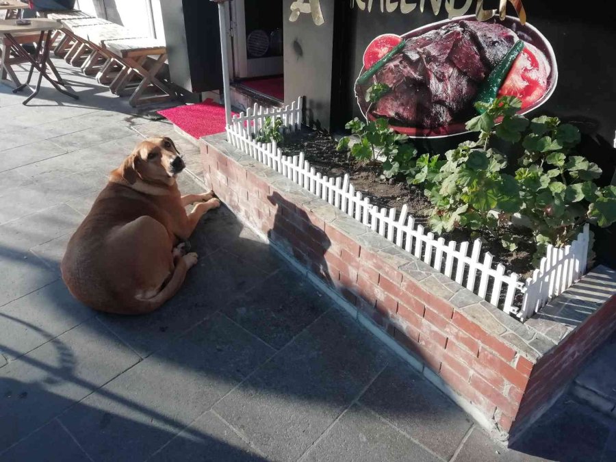 Yemek Bekleyen Sokak Köpeğini Geri Çevirmediler