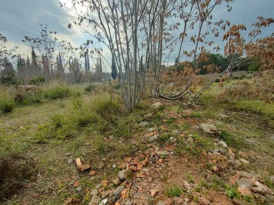 Kolları Ve Kafası Olmayan Ceset Gizemini Koruyor