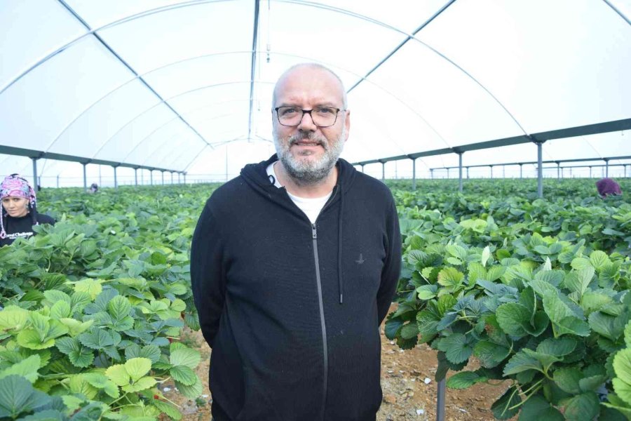 Topraksız Çilekte Yurt Dışı Taleplere Yetişilemiyor