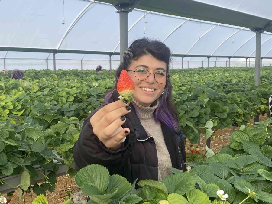 Topraksız Çilekte Yurt Dışı Taleplere Yetişilemiyor