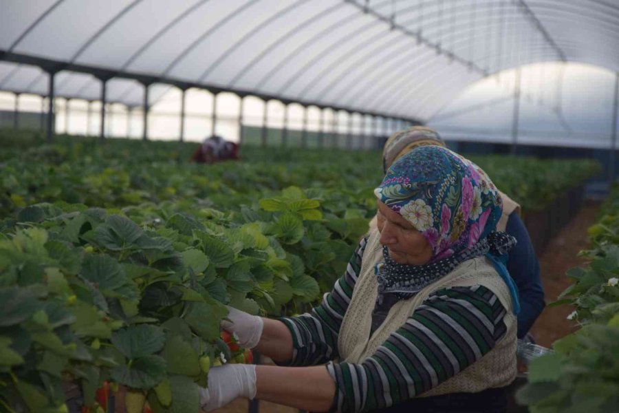 Topraksız Çilekte Yurt Dışı Taleplere Yetişilemiyor