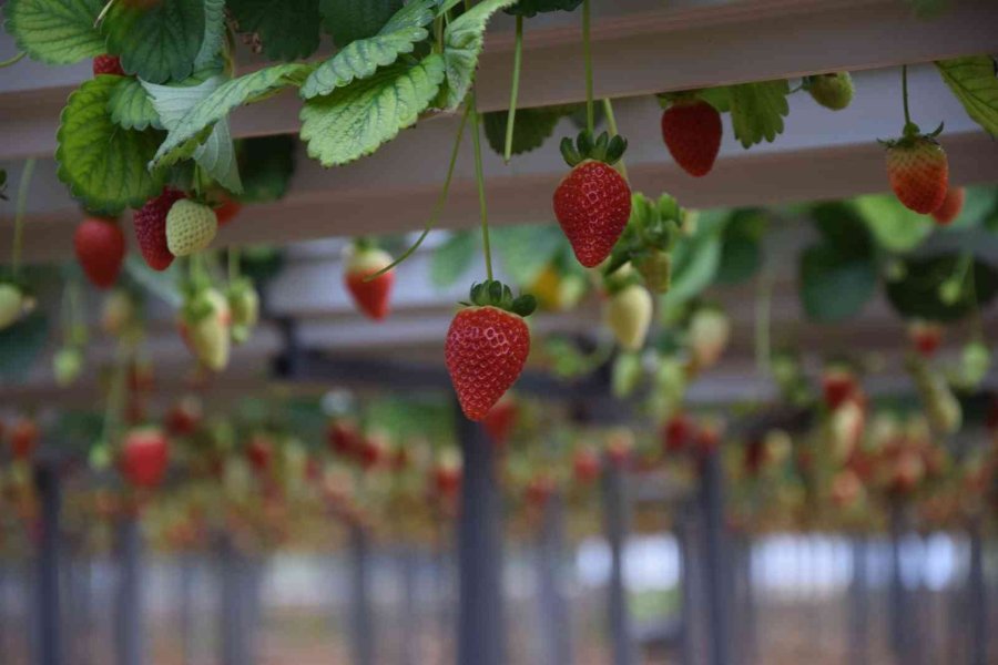 Topraksız Çilekte Yurt Dışı Taleplere Yetişilemiyor