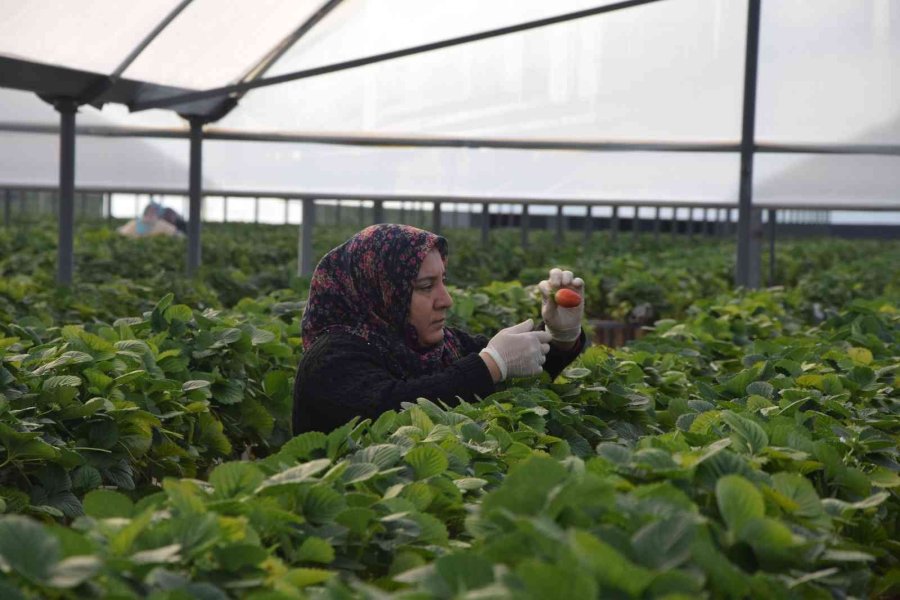 Topraksız Çilekte Yurt Dışı Taleplere Yetişilemiyor