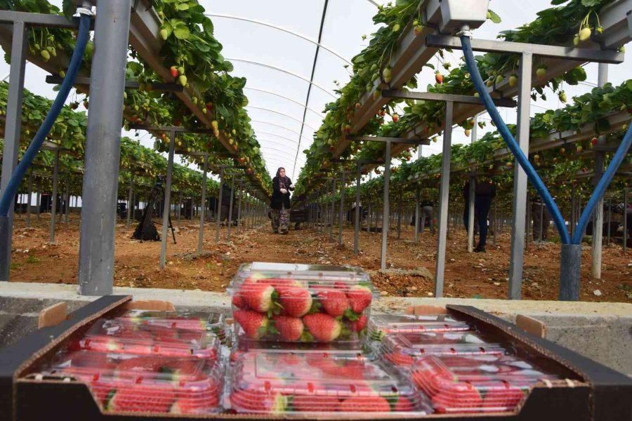 Topraksız Çilekte Yurt Dışı Taleplere Yetişilemiyor