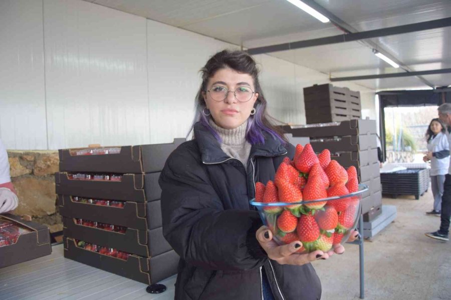 Topraksız Çilekte Yurt Dışı Taleplere Yetişilemiyor