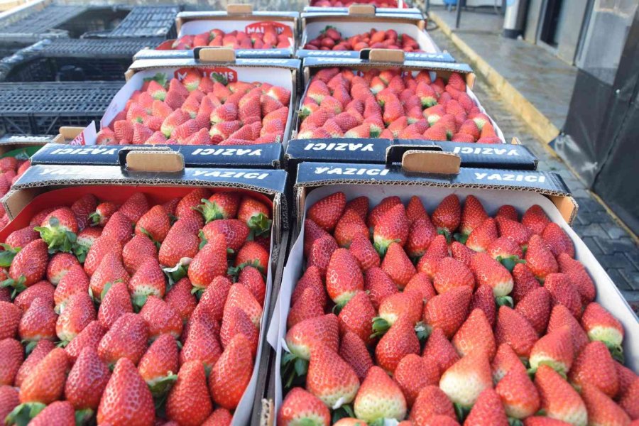 Topraksız Çilekte Yurt Dışı Taleplere Yetişilemiyor