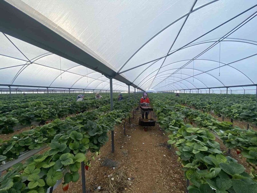 Topraksız Çilekte Yurt Dışı Taleplere Yetişilemiyor