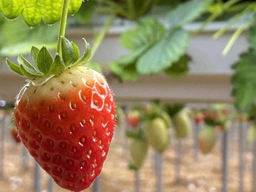 Topraksız Çilekte Yurt Dışı Taleplere Yetişilemiyor