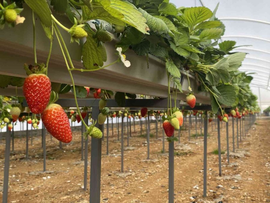 Topraksız Çilekte Yurt Dışı Taleplere Yetişilemiyor