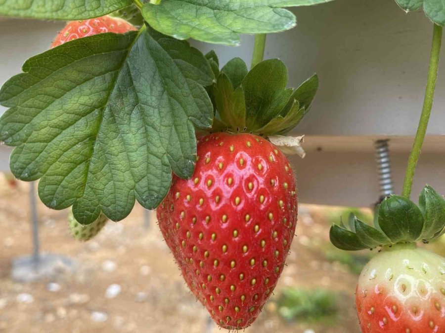 Topraksız Çilekte Yurt Dışı Taleplere Yetişilemiyor