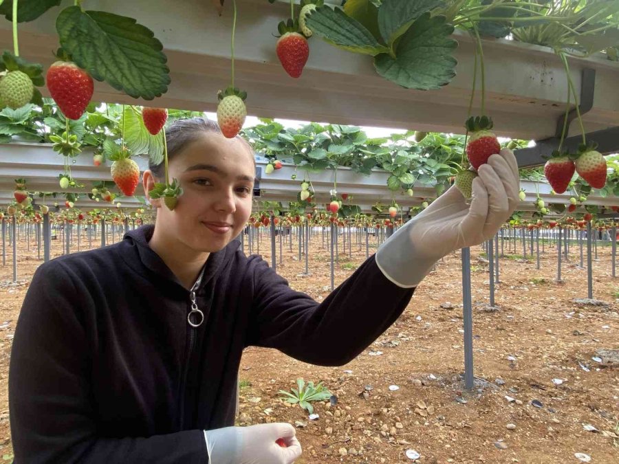 Topraksız Çilekte Yurt Dışı Taleplere Yetişilemiyor