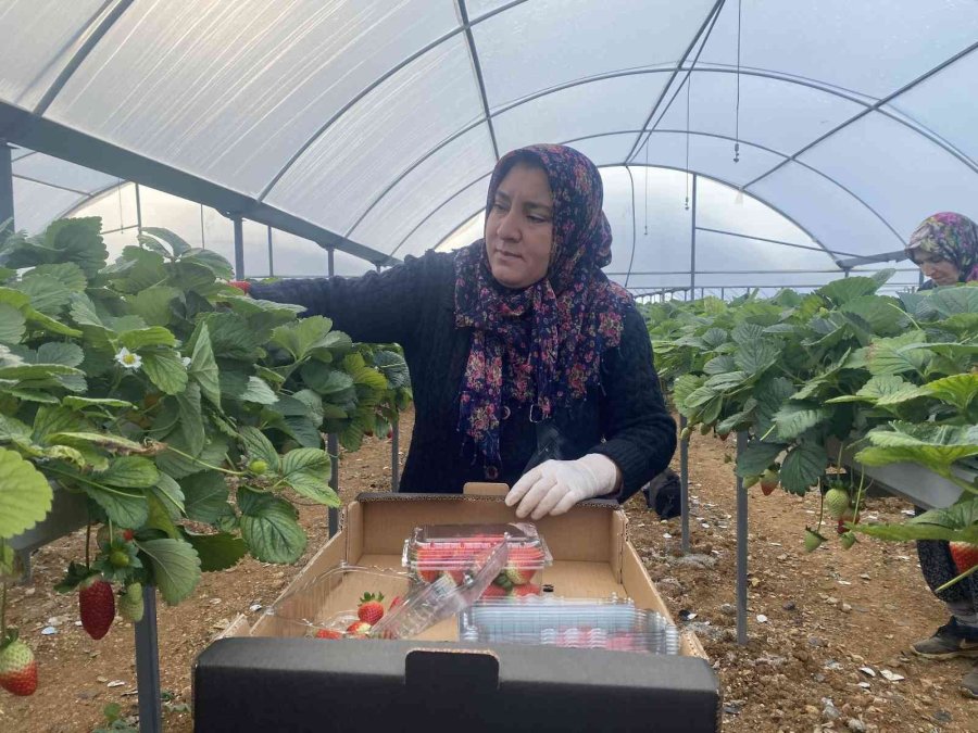 Topraksız Çilekte Yurt Dışı Taleplere Yetişilemiyor