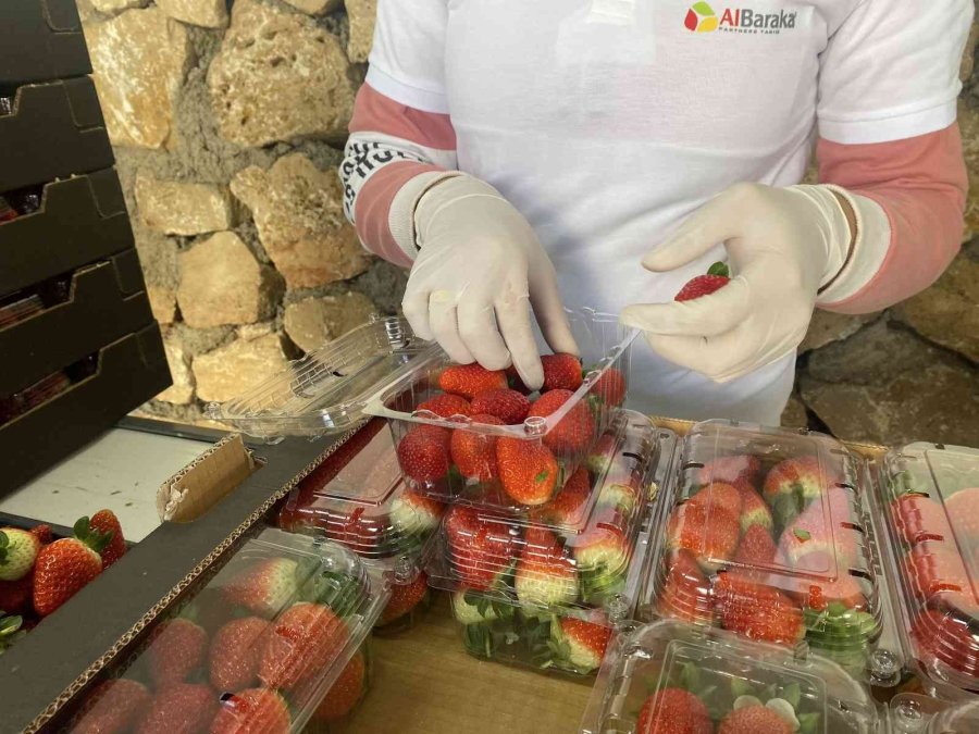 Topraksız Çilekte Yurt Dışı Taleplere Yetişilemiyor