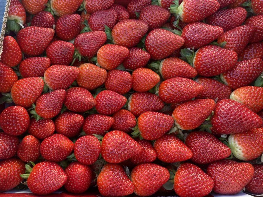 Topraksız Çilekte Yurt Dışı Taleplere Yetişilemiyor