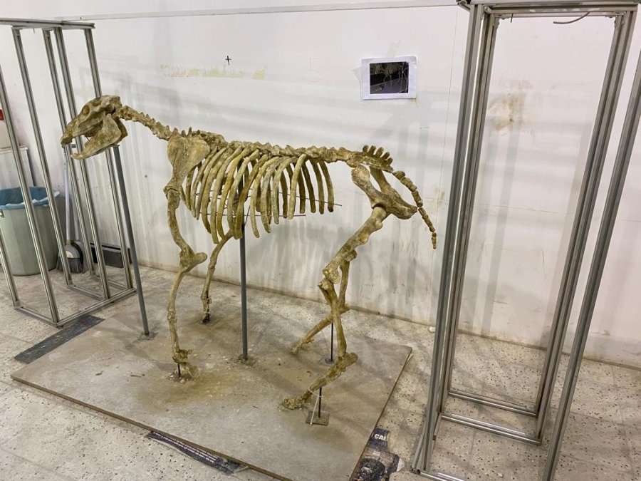 7,5 Milyon Yıllık Tarihi Ayaklandırdılar