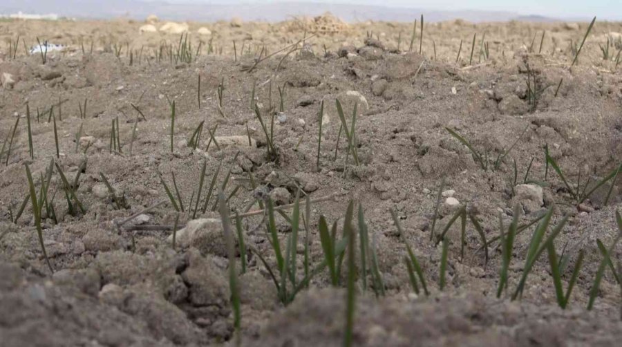 Yağışların Yüzde 50 Azaldığı Aksaray’da Kuraklık Çanları Çalıyor