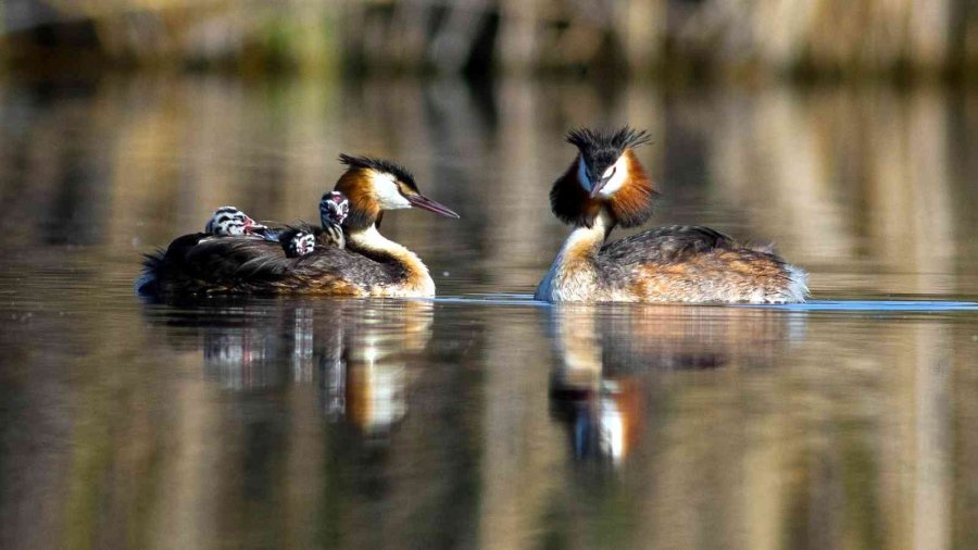 Kuş Cenneti Sultan Sazlığı Kendine Hayran Bırakıyor