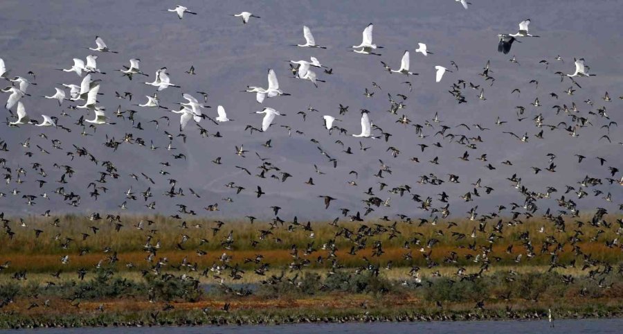 Kuş Cenneti Sultan Sazlığı Kendine Hayran Bırakıyor