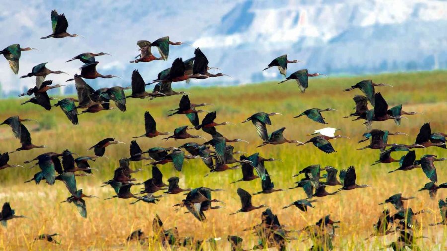 Kuş Cenneti Sultan Sazlığı Kendine Hayran Bırakıyor