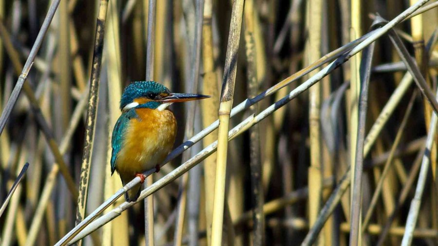 Kuş Cenneti Sultan Sazlığı Kendine Hayran Bırakıyor