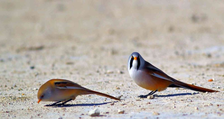 Kuş Cenneti Sultan Sazlığı Kendine Hayran Bırakıyor