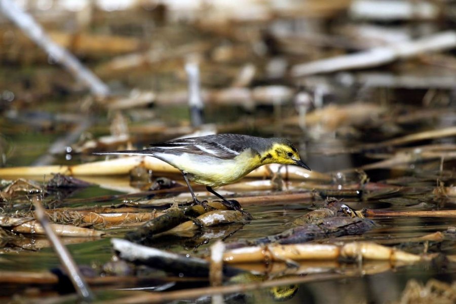 Kuş Cenneti Sultan Sazlığı Kendine Hayran Bırakıyor