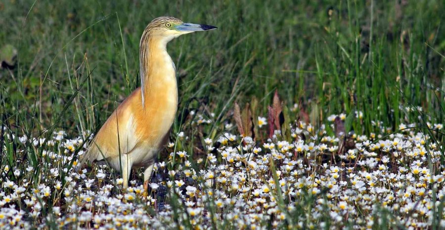 Kuş Cenneti Sultan Sazlığı Kendine Hayran Bırakıyor