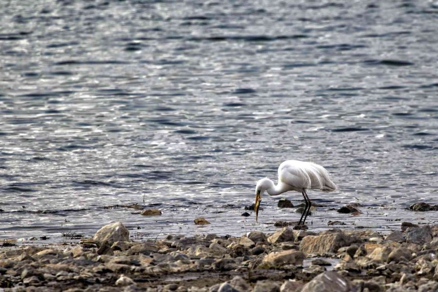Kuş Cenneti Sultan Sazlığı Kendine Hayran Bırakıyor