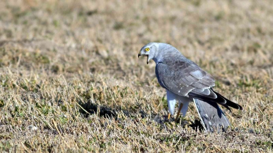 Kuş Cenneti Sultan Sazlığı Kendine Hayran Bırakıyor