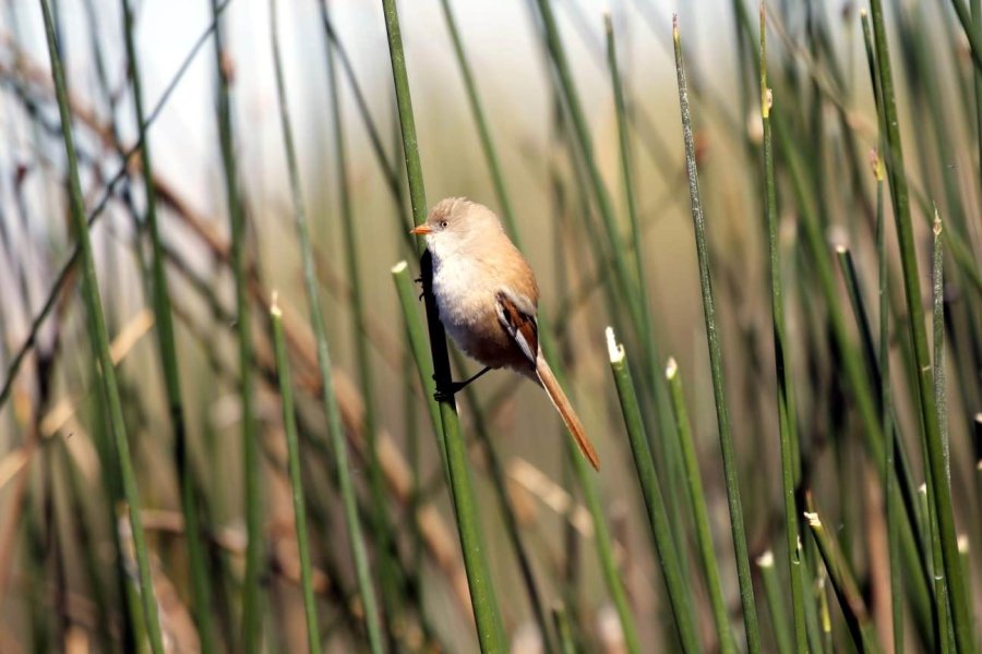 Kuş Cenneti Sultan Sazlığı Kendine Hayran Bırakıyor