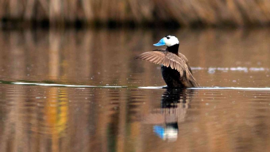 Kuş Cenneti Sultan Sazlığı Kendine Hayran Bırakıyor