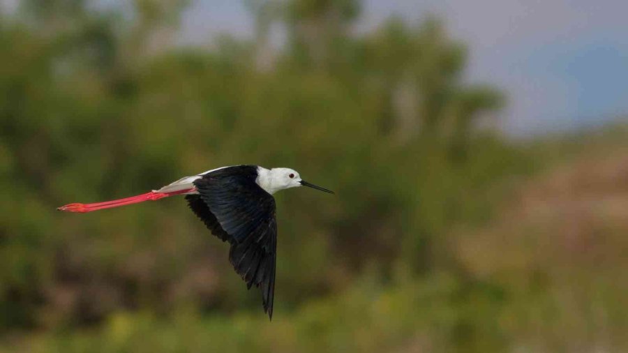Kuş Cenneti Sultan Sazlığı Kendine Hayran Bırakıyor
