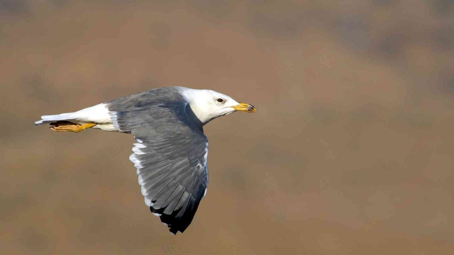 Kuş Cenneti Sultan Sazlığı Kendine Hayran Bırakıyor