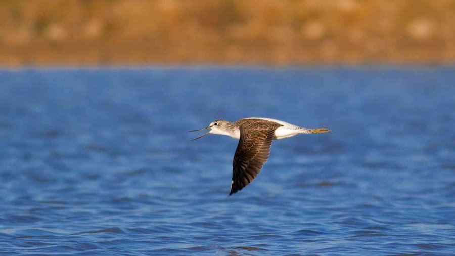 Kuş Cenneti Sultan Sazlığı Kendine Hayran Bırakıyor