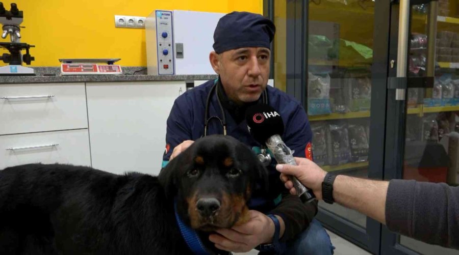 Türkiye’de 13 Milyon Civarında Kedi Ve Köpek, 200’ün Üzerinde Bulaşıcı Hastalık Var