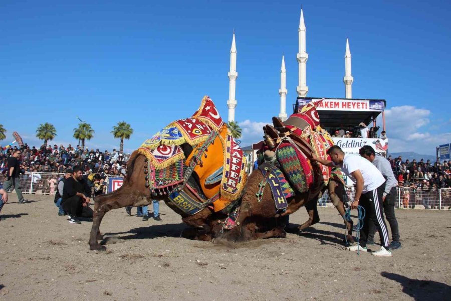 Develer Güreşti, Sahipleri Kavga Etti