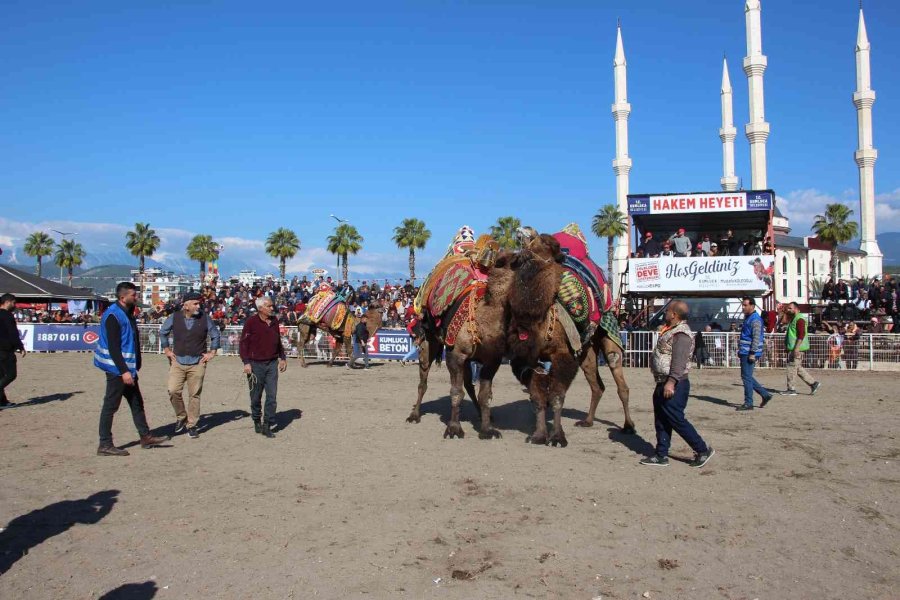 Develer Güreşti, Sahipleri Kavga Etti