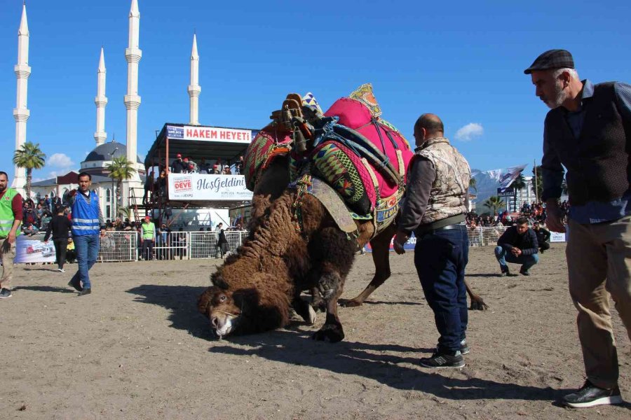 Develer Güreşti, Sahipleri Kavga Etti