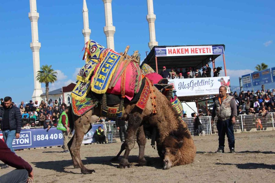 Develer Güreşti, Sahipleri Kavga Etti