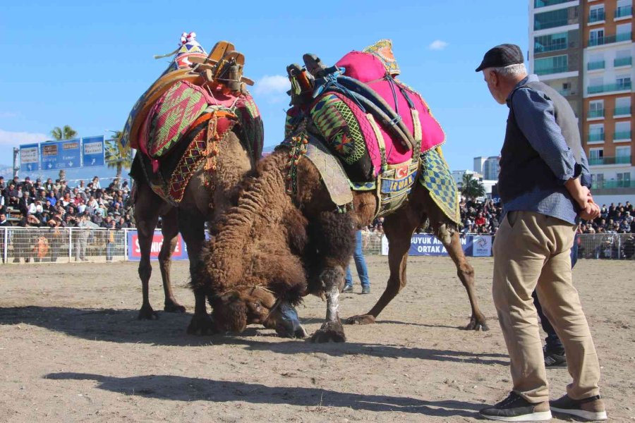 Develer Güreşti, Sahipleri Kavga Etti
