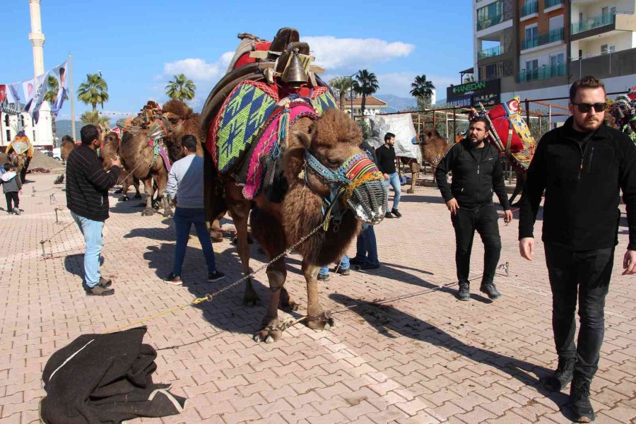 Develer Güreşti, Sahipleri Kavga Etti