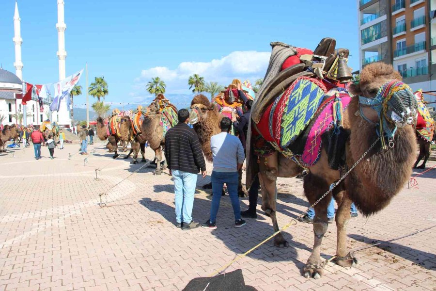 Develer Güreşti, Sahipleri Kavga Etti