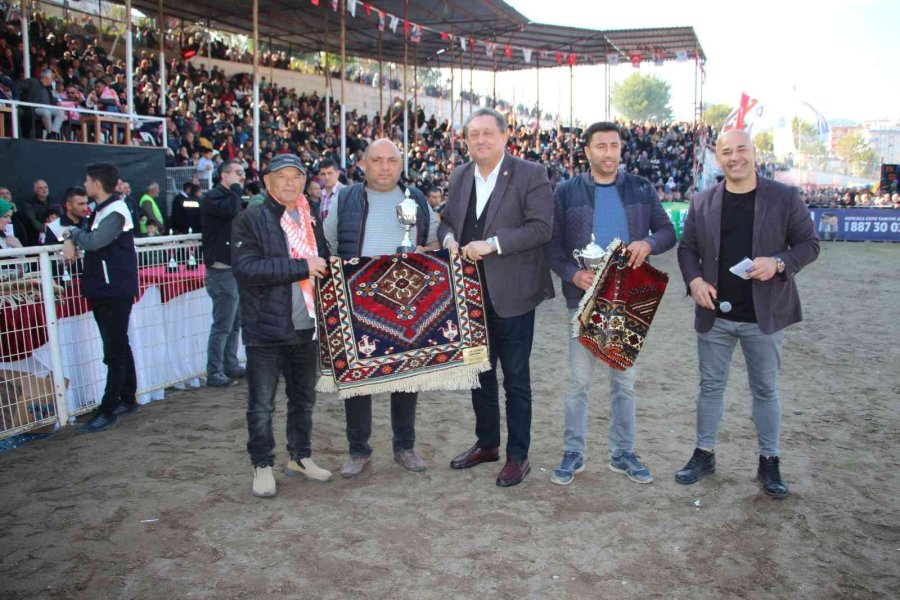 Develer Güreşti, Sahipleri Kavga Etti