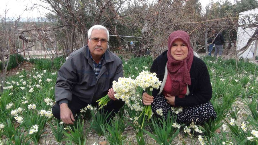Kışta Baharı Yaşatan Nergis Çiçekleri 150 Liradan 50 Liraya Düştü