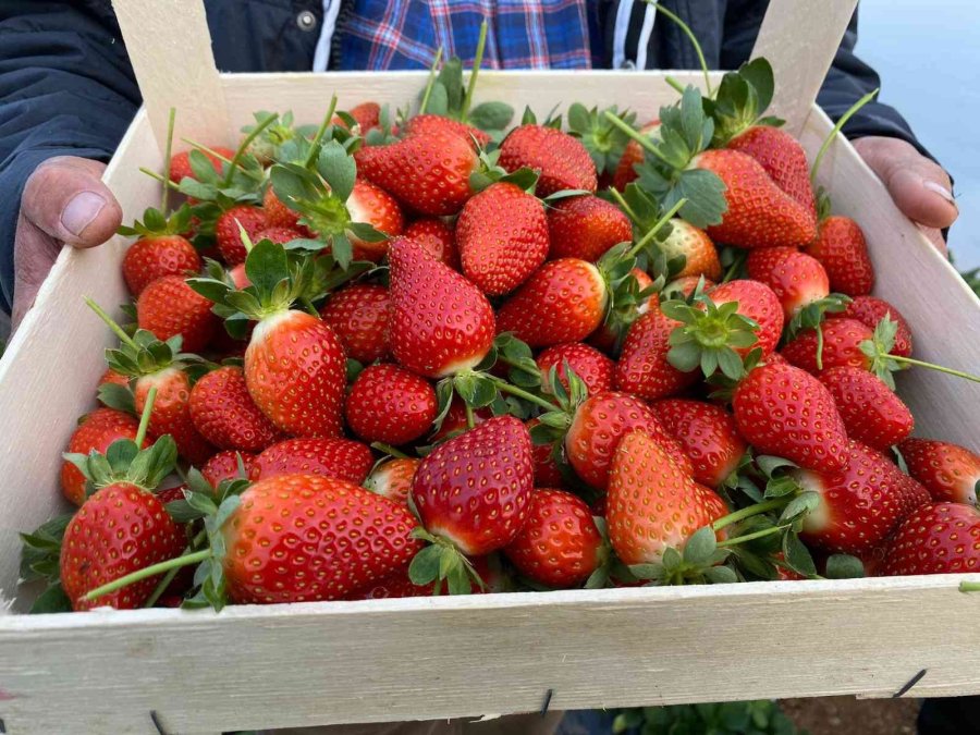 Kırmızı Elmas ‘çilek’ Seralarında Hasat Telaşı