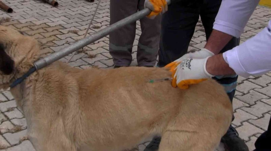 Türkiye’de 13 Milyon Civarında Kedi Ve Köpek, 200’ün Üzerinde Bulaşıcı Hastalık Var