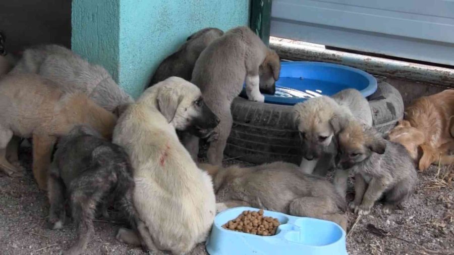 Türkiye’de 13 Milyon Civarında Kedi Ve Köpek, 200’ün Üzerinde Bulaşıcı Hastalık Var