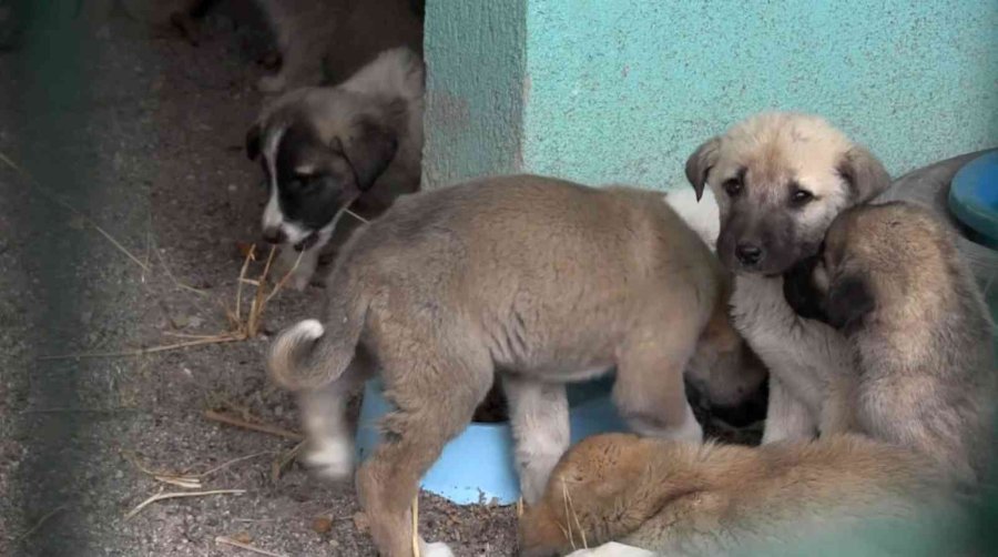 Türkiye’de 13 Milyon Civarında Kedi Ve Köpek, 200’ün Üzerinde Bulaşıcı Hastalık Var